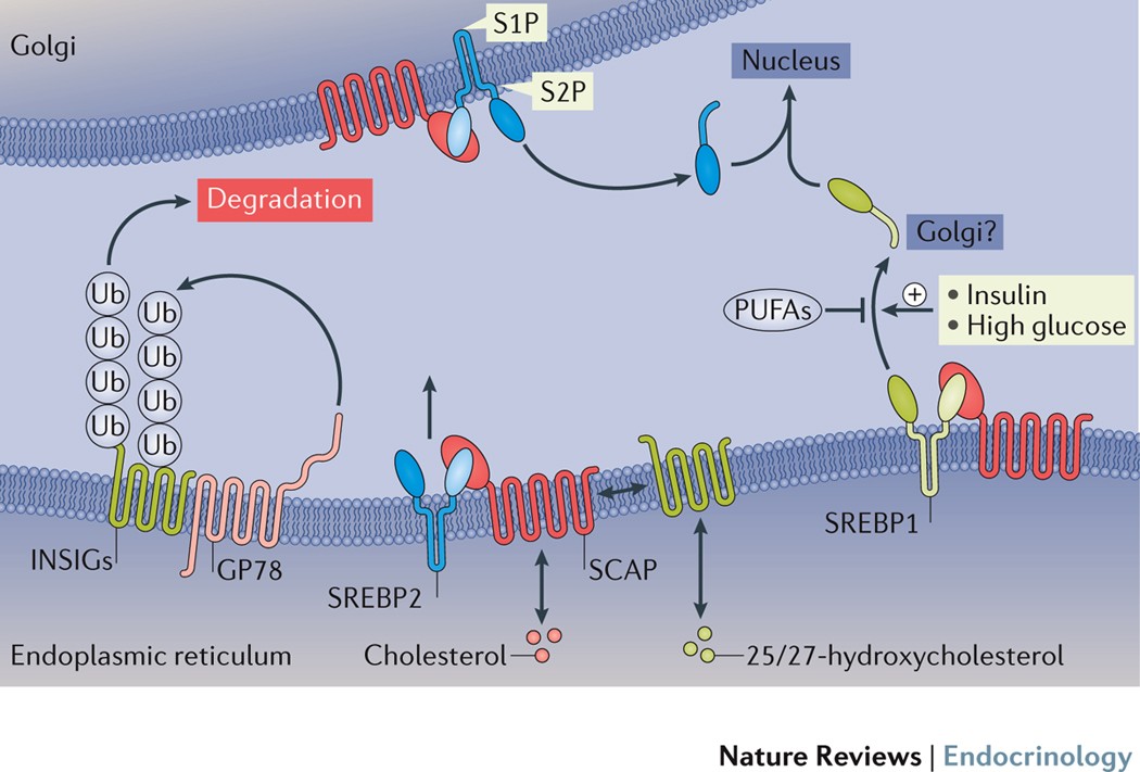 Sterol carrier protein 2: A promising target in the pathogenesis