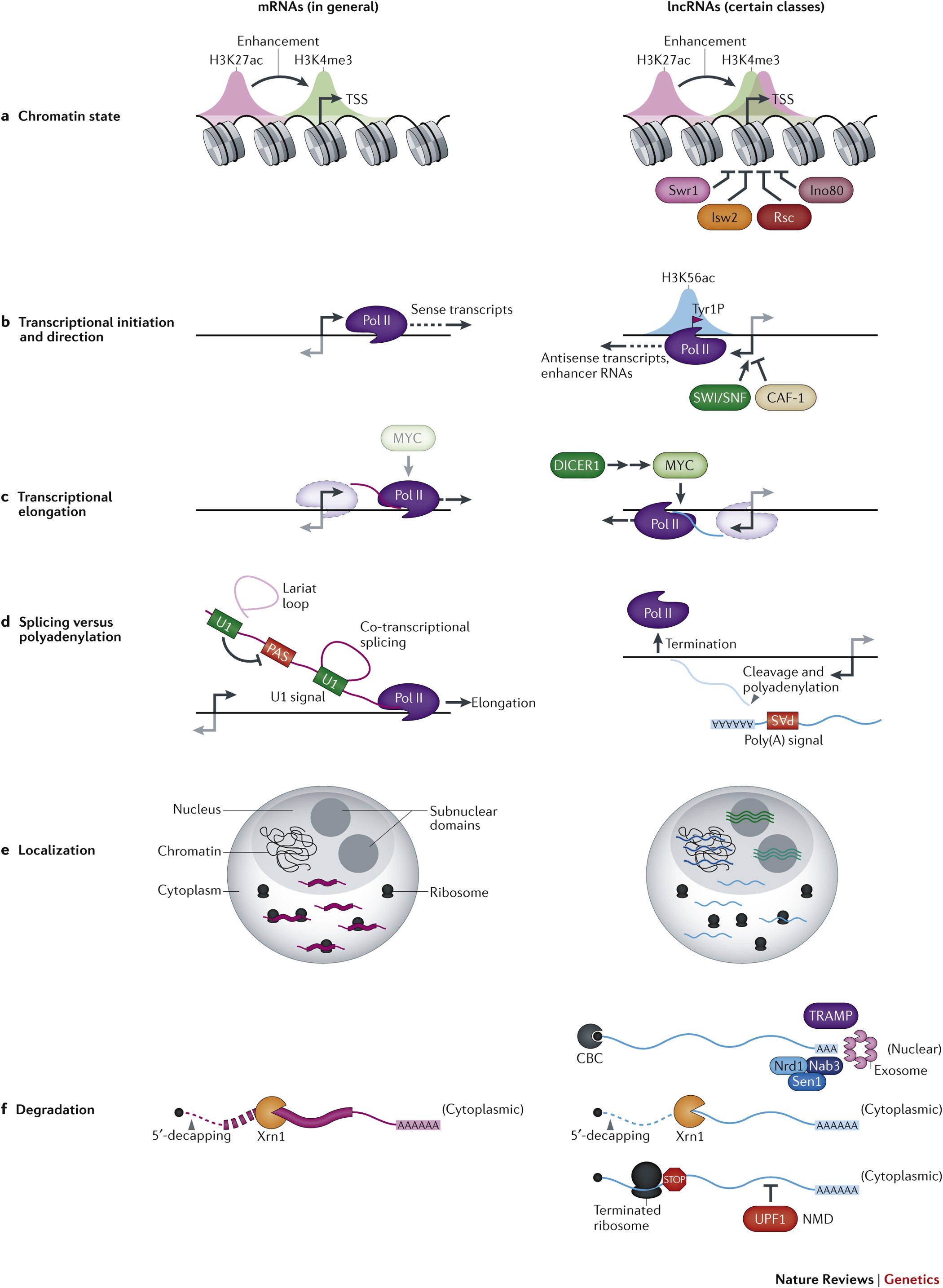 Unique features of long non-coding RNA biogenesis and function | Nature  Reviews Genetics