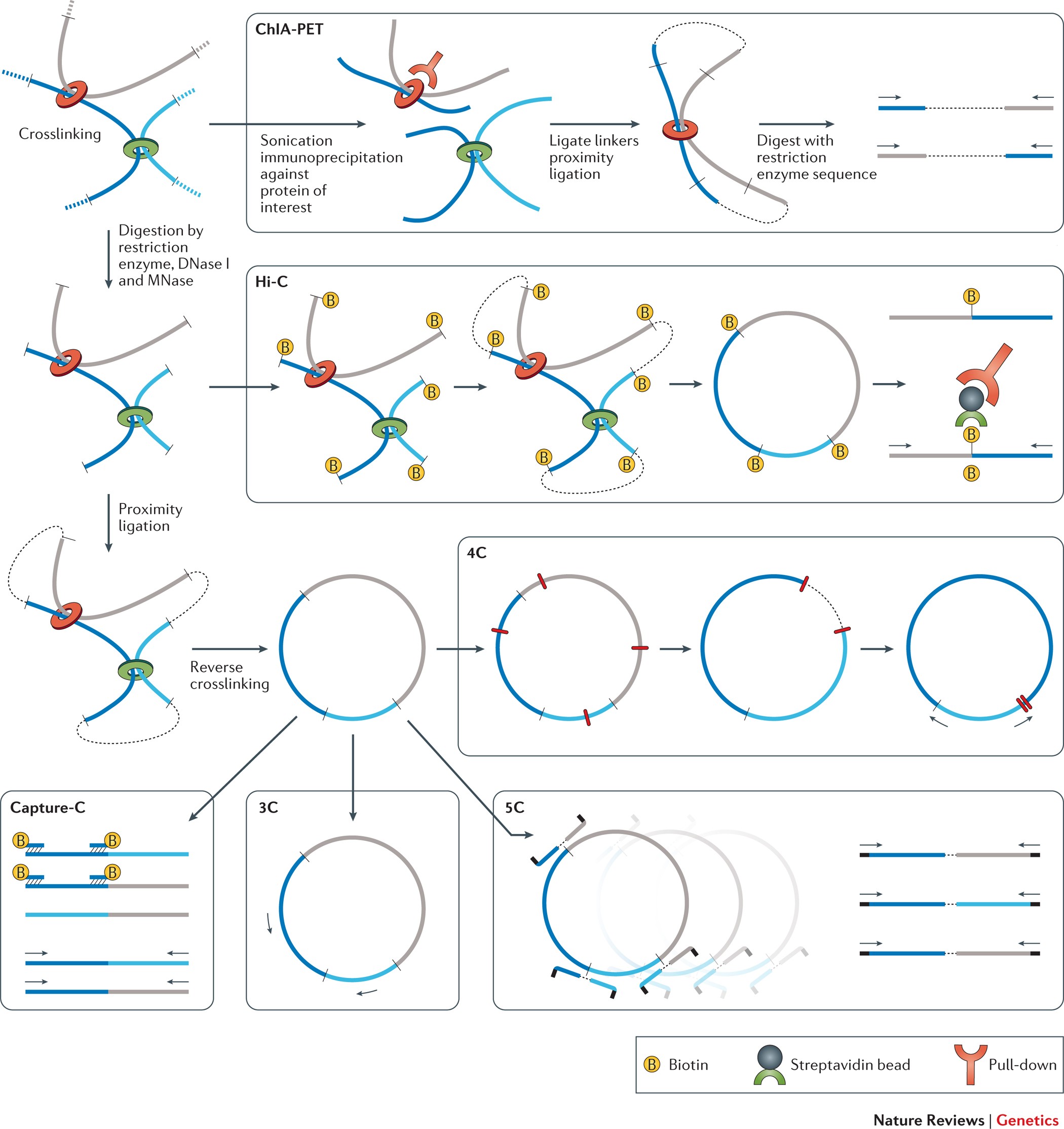 and function of the 3D genome | Nature Reviews
