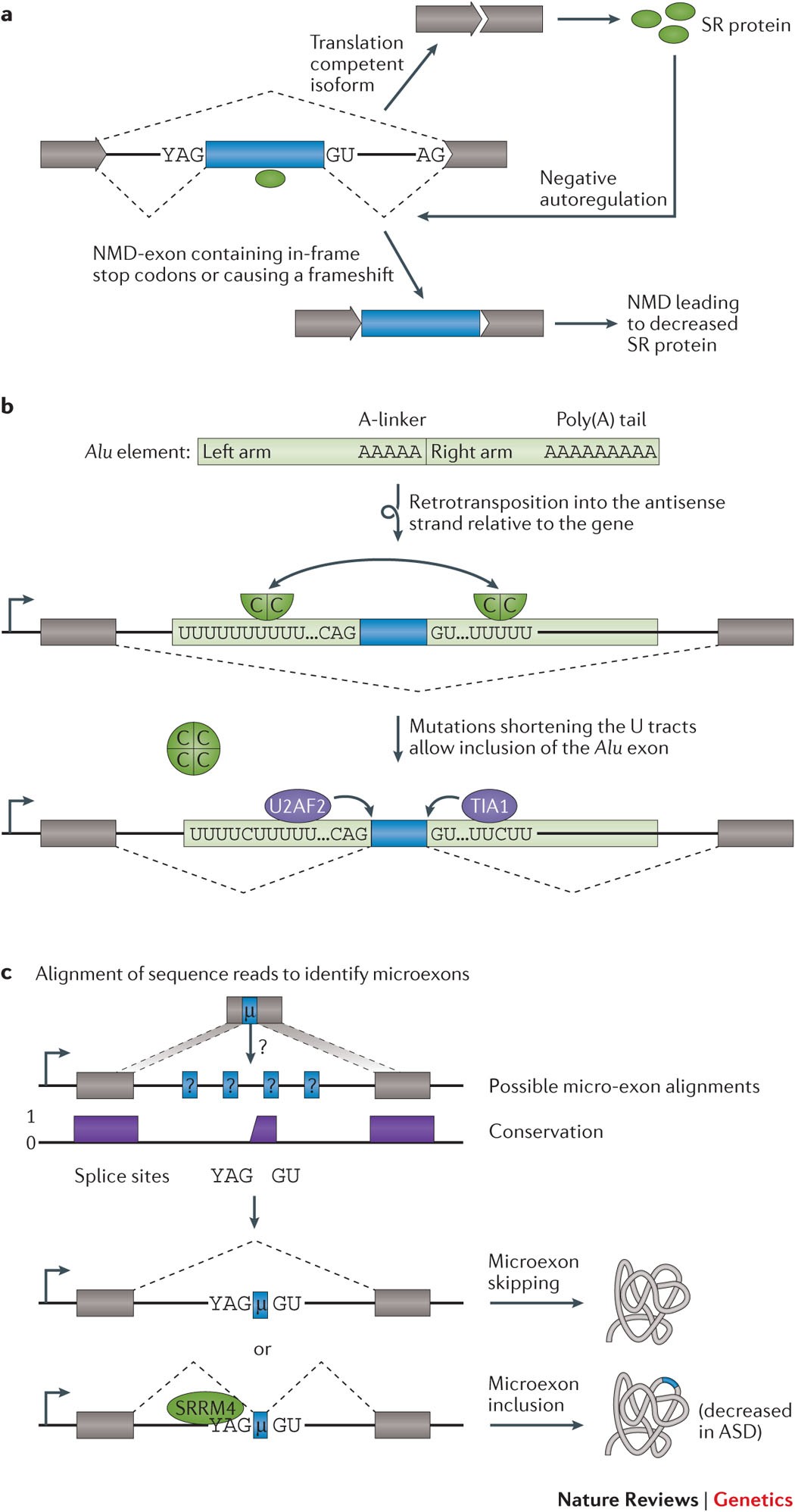 Lessons from non-canonical splicing | Nature Reviews Genetics