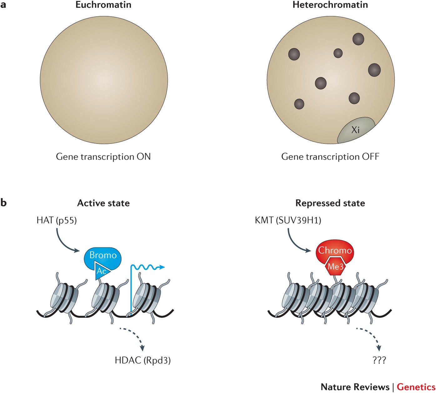 The molecular hallmarks of epigenetic control | Nature Reviews Genetics