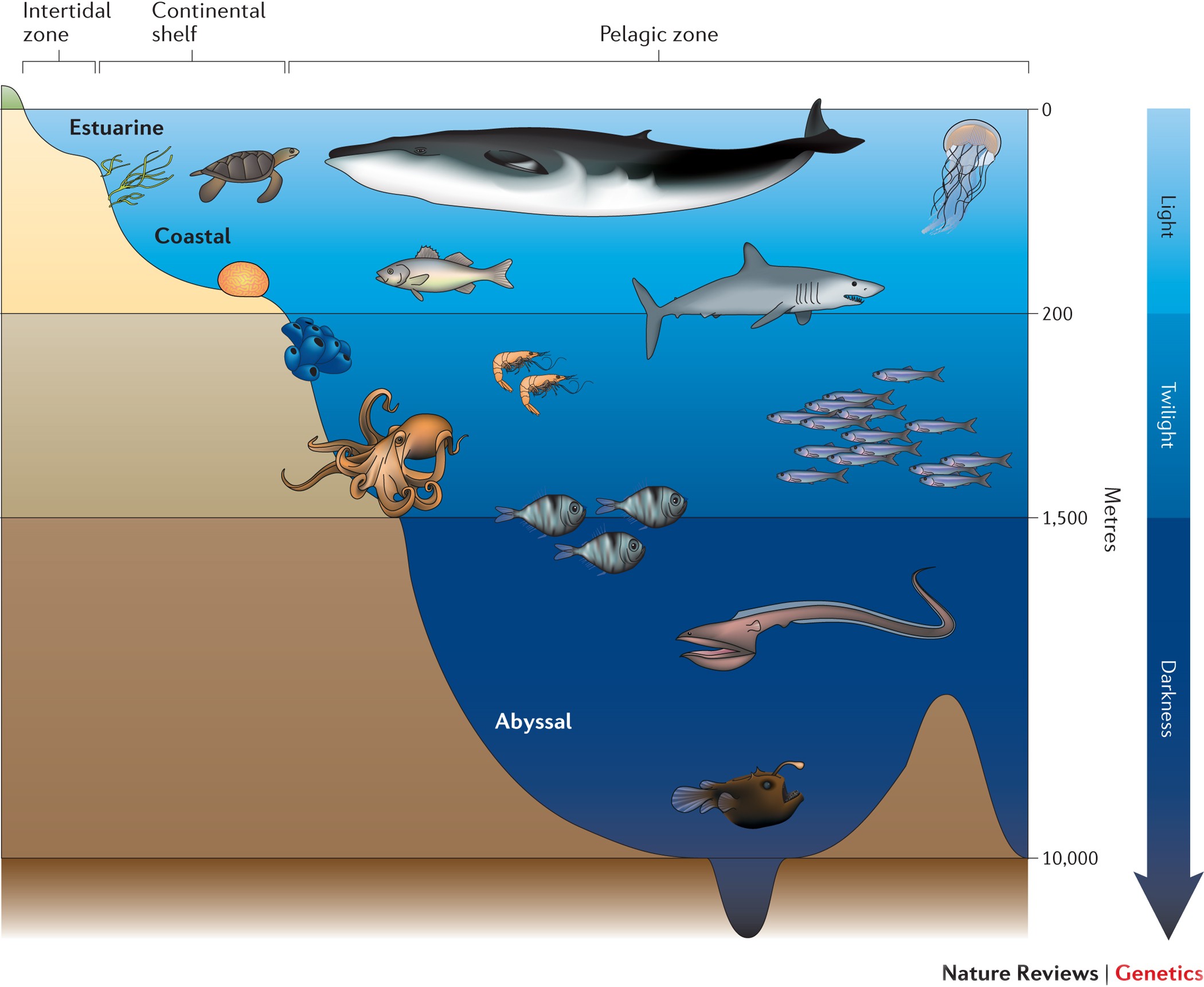 The life aquatic: advances in marine vertebrate genomics | Nature Reviews  Genetics
