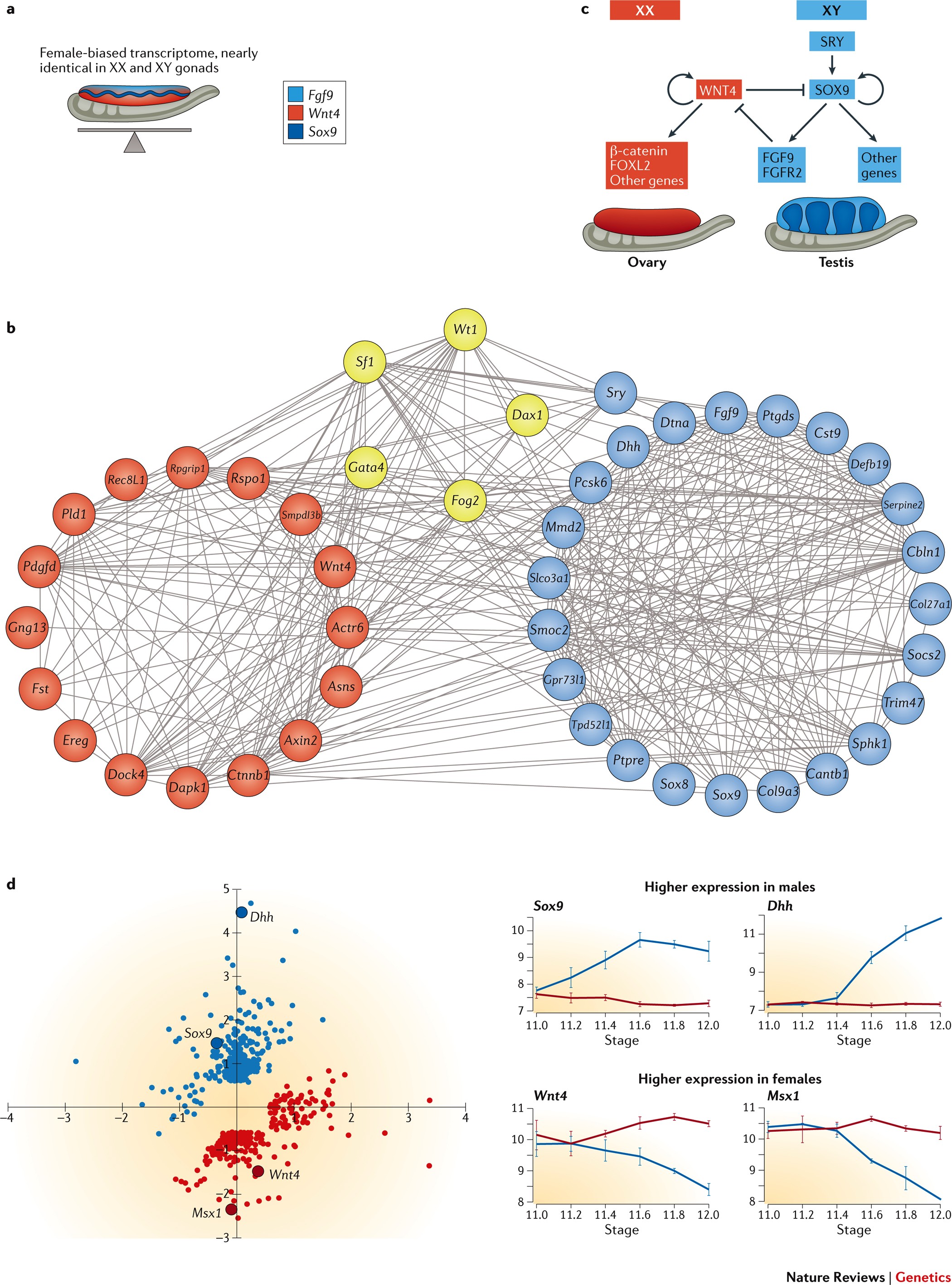 Vertebrate sex determination evolutionary plasticity of a fundamental switch Nature Reviews Genetics