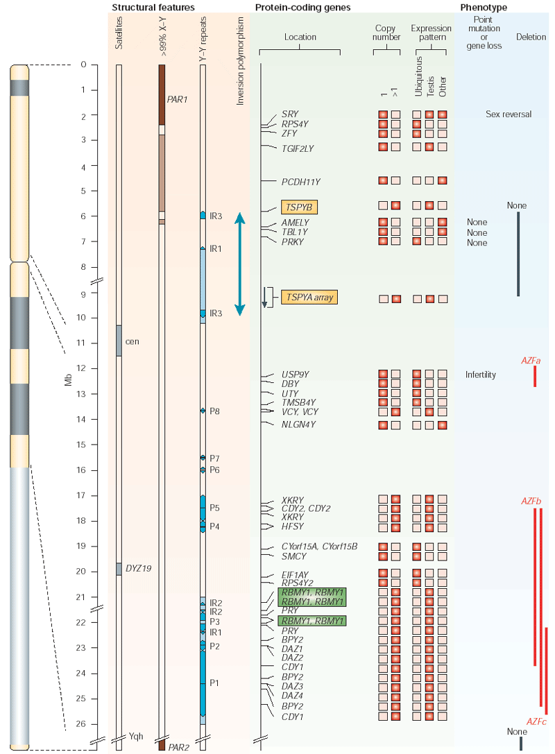 The human Y chromosome an evolutionary marker comes of age Nature Reviews Genetics