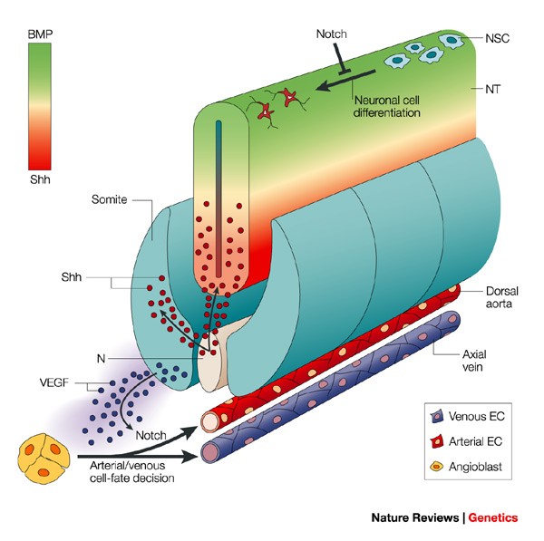 Blood Vessels And Nerves Common Signals Pathways And Diseases Nature Reviews Genetics Blood Vessels And Nerves Common Signals Pathways And Diseases Nature Reviews Genetics