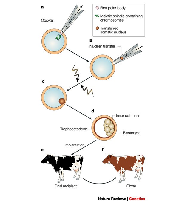 Human cloning: can it be made safe? | Nature Reviews Genetics Human cloning: can it be made safe? | Nature Reviews Genetics