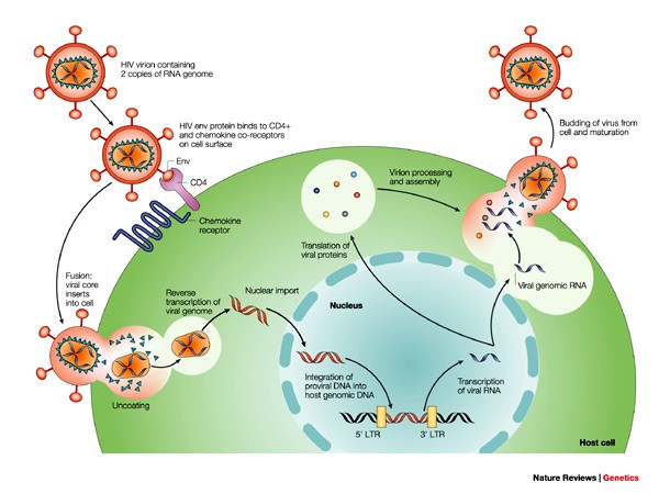 A Better Understanding of How HIV-1 Evades the Immune System