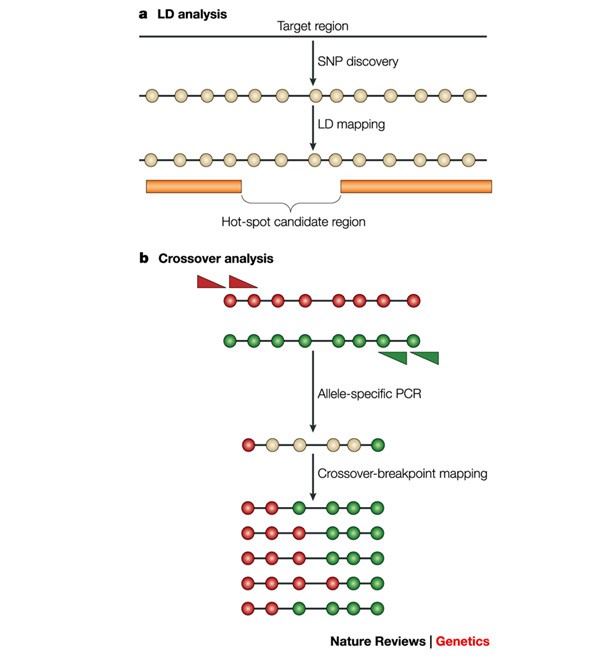 Where The Crossovers Are Recombination Distributions In Mammals Nature Reviews Genetics