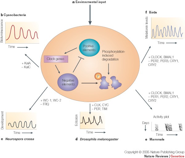 Circadian rhythms from multiple oscillators: lessons from diverse organisms  | Nature Reviews Genetics