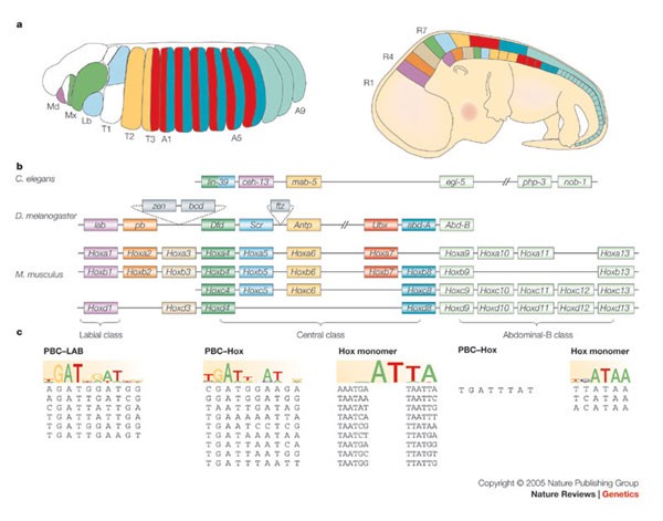 Modulating Hox gene functions during animal body patterning | Nature  Reviews Genetics