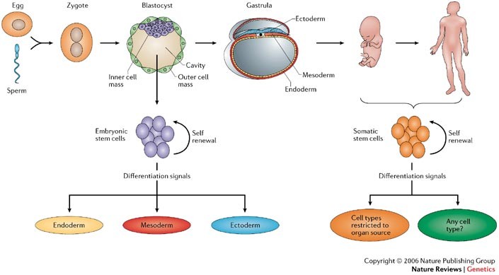 View of Management of genetic diseases: Present and future