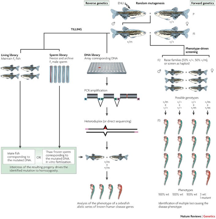 Animal models of human disease: zebrafish swim into view | Nature Reviews Genetics Animal models of human disease: zebrafish swim into view | Nature Reviews Genetics