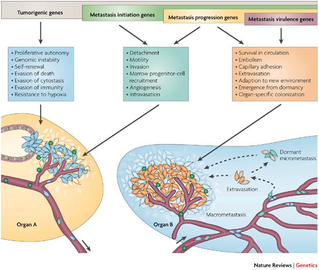 metastatic cancer genetic)