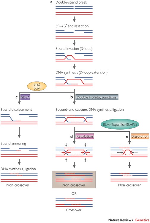 Gene Conversion Mechanisms Evolution And Human Disease Nature Reviews Genetics