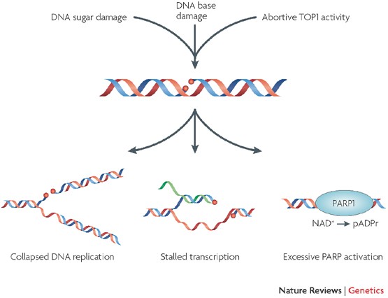 Single Strand Break Repair And Genetic Disease Nature Reviews Genetics Single Strand Break Repair And Genetic Disease Nature Reviews Genetics