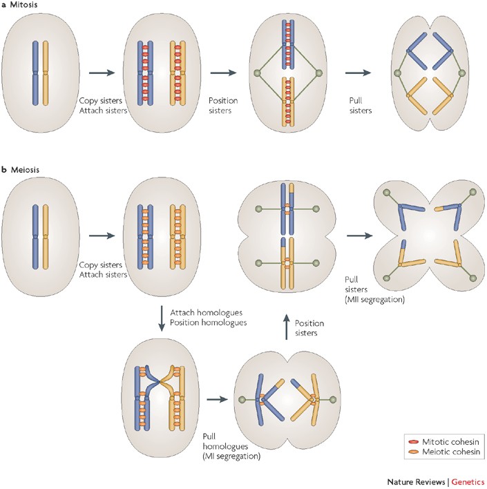 Emerging roles for centromeres in meiosis I chromosome segregation | Nature  Reviews Genetics