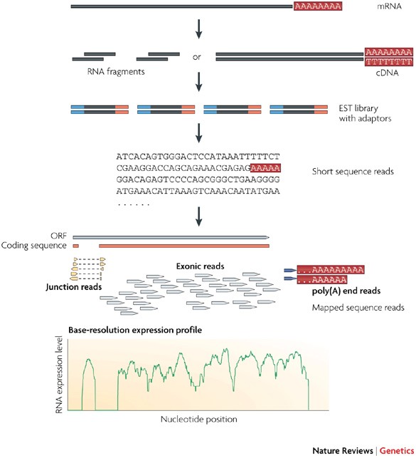RNA-Seq: a revolutionary tool for transcriptomics | Nature Reviews Genetics