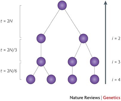 Effective population size and patterns of molecular evolution and variation  | Nature Reviews Genetics