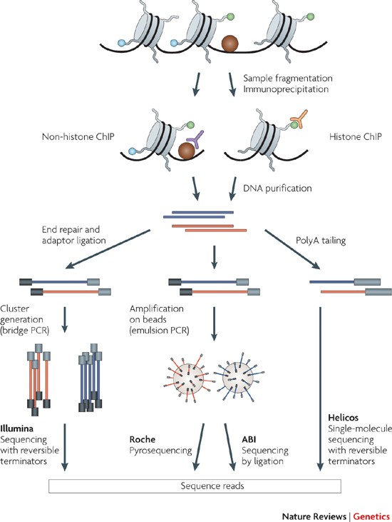 Picture of ChIP sequencing