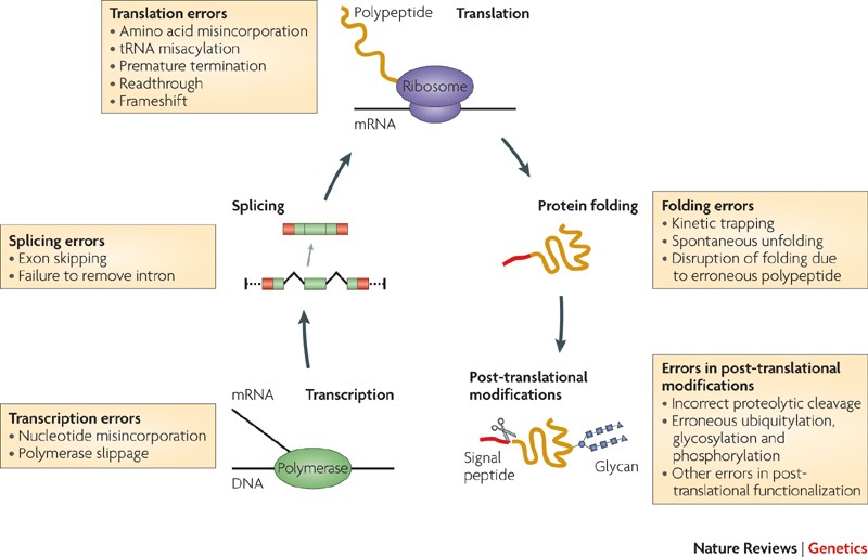 catalyzes protein synthesis catalyzes protein synthesis