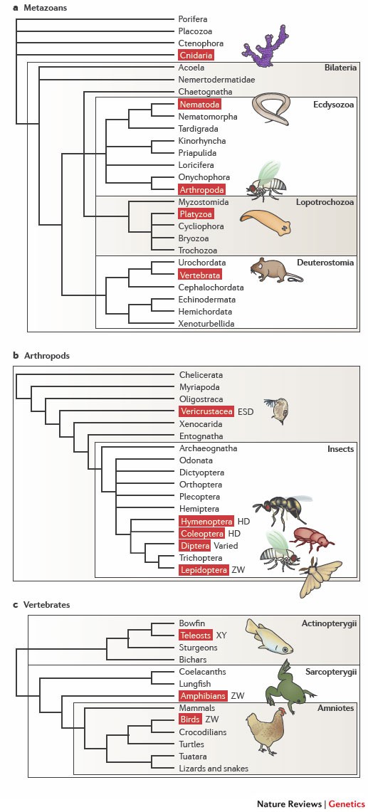 Sex and the singular DM domain: insights into sexual regulation, evolution  and plasticity