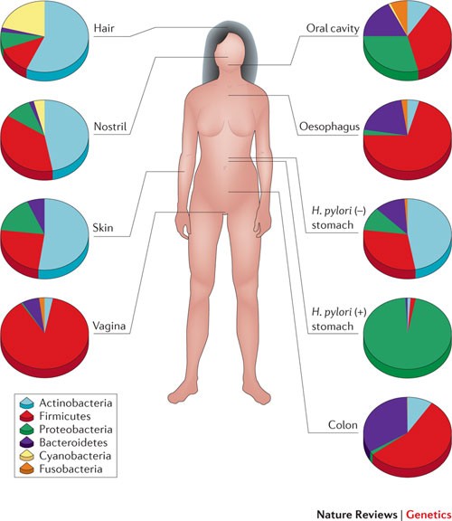 fjer metodologi albue The human microbiome: at the interface of health and disease | Nature  Reviews Genetics