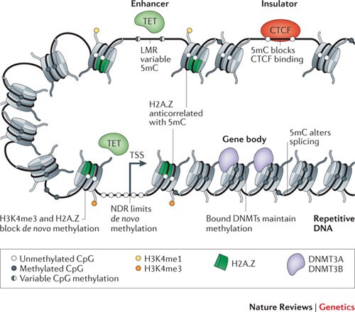 Functions of DNA methylation: islands, start sites, gene bodies and beyond  | Nature Reviews Genetics