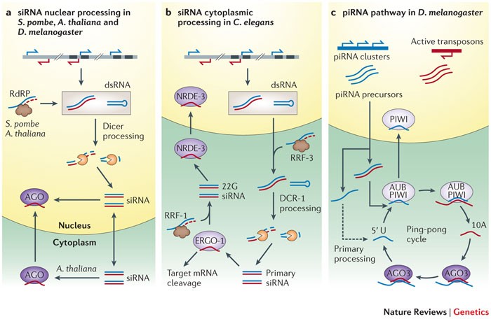 RNA interference in the nucleus: roles for small RNAs in transcription,  epigenetics and beyond | Nature Reviews Genetics