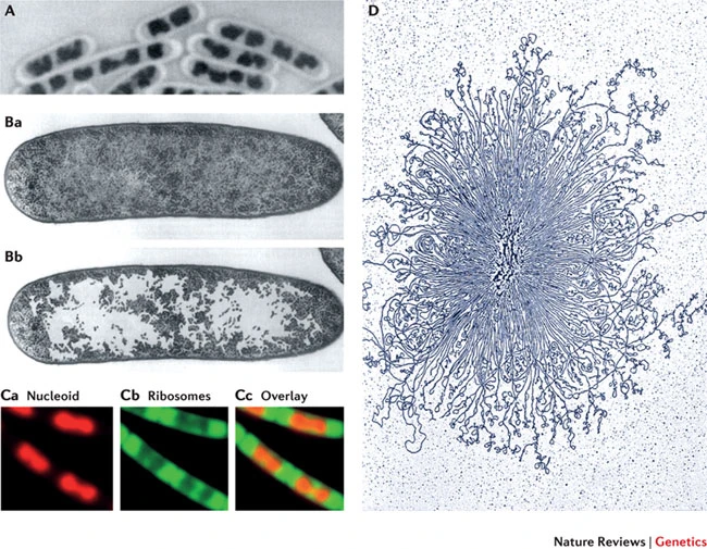 Prokaryotic Chromosome