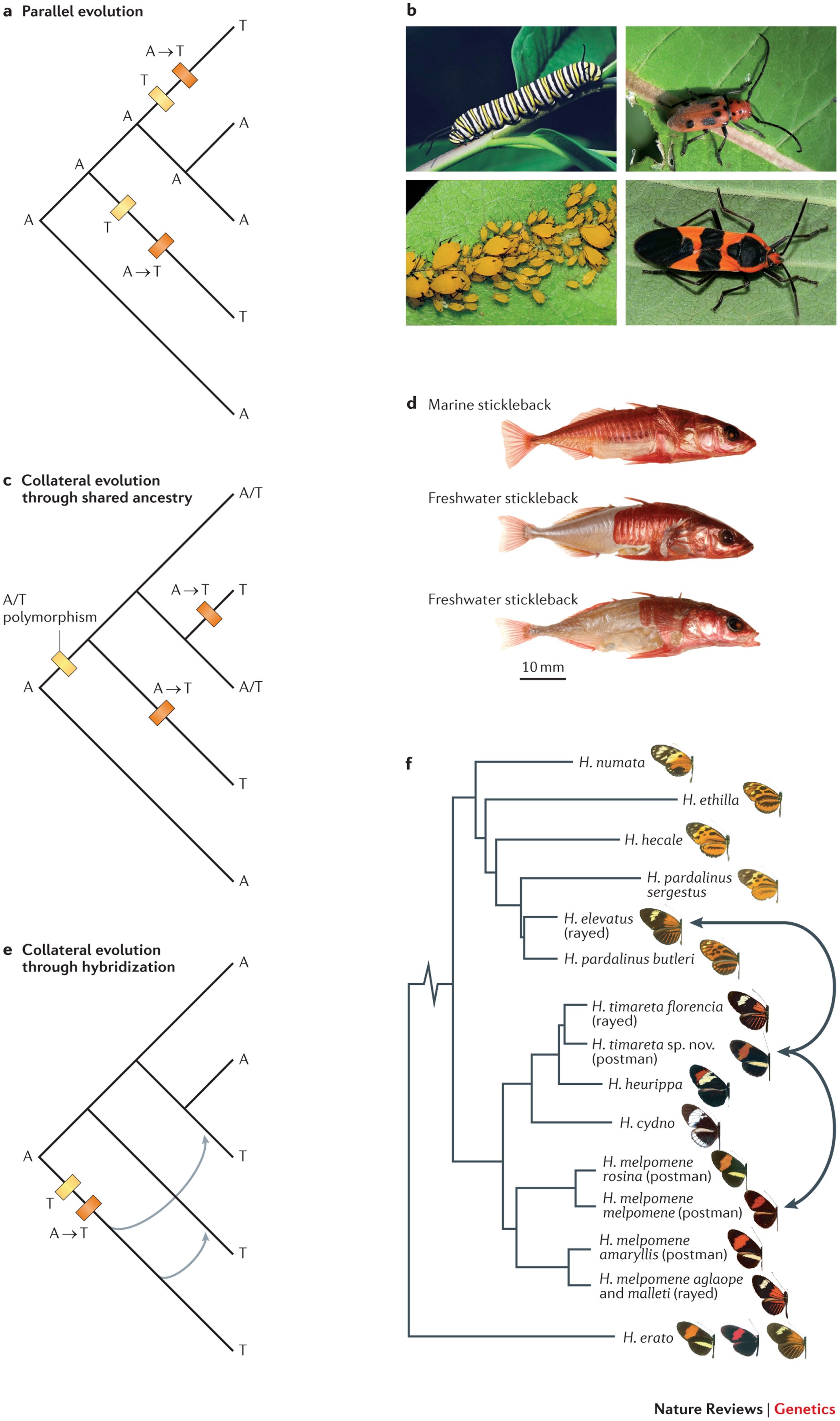 The genetic causes of convergent evolution | Nature Reviews Genetics