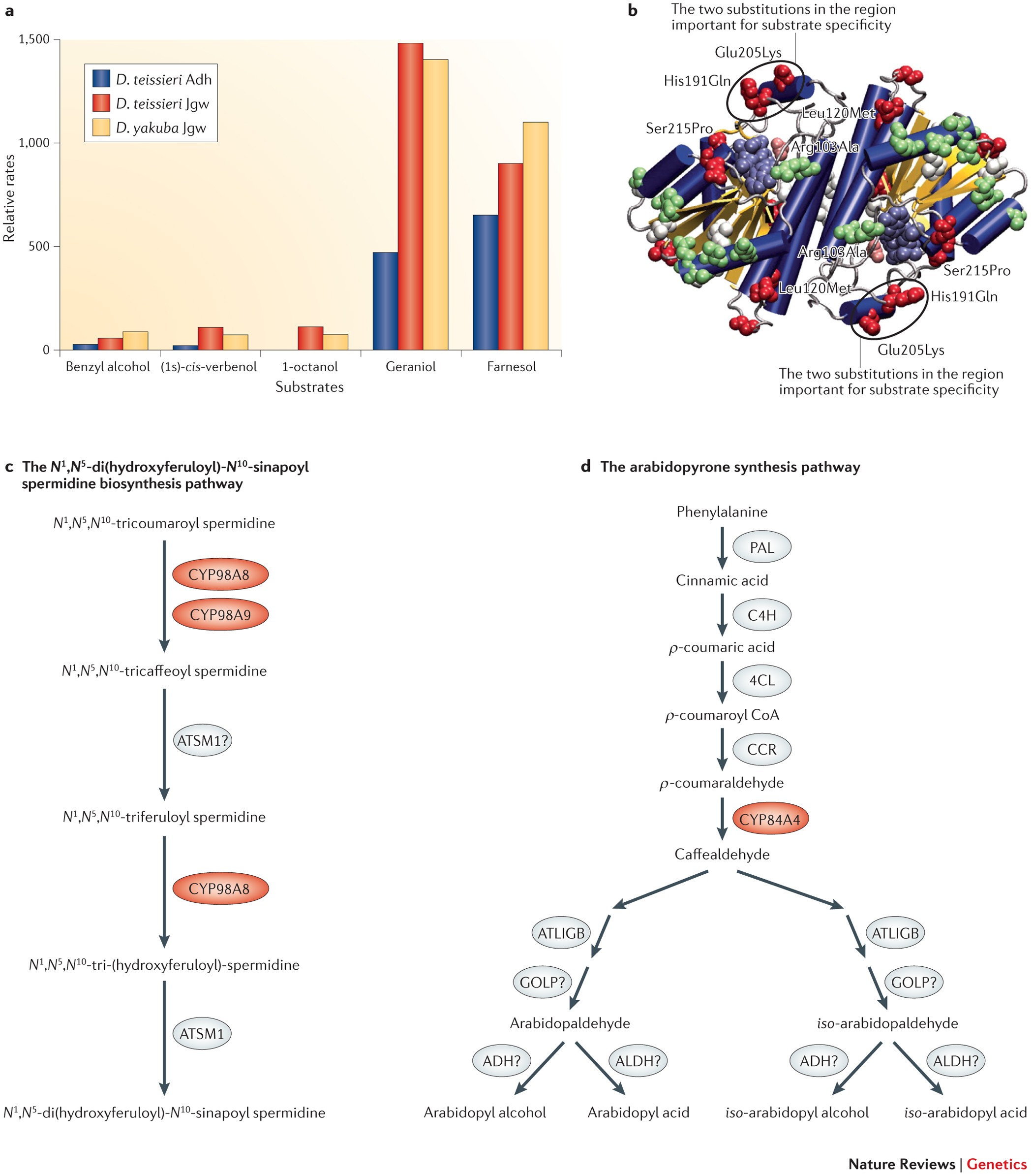 New genes as drivers of phenotypic evolution | Nature Reviews Genetics