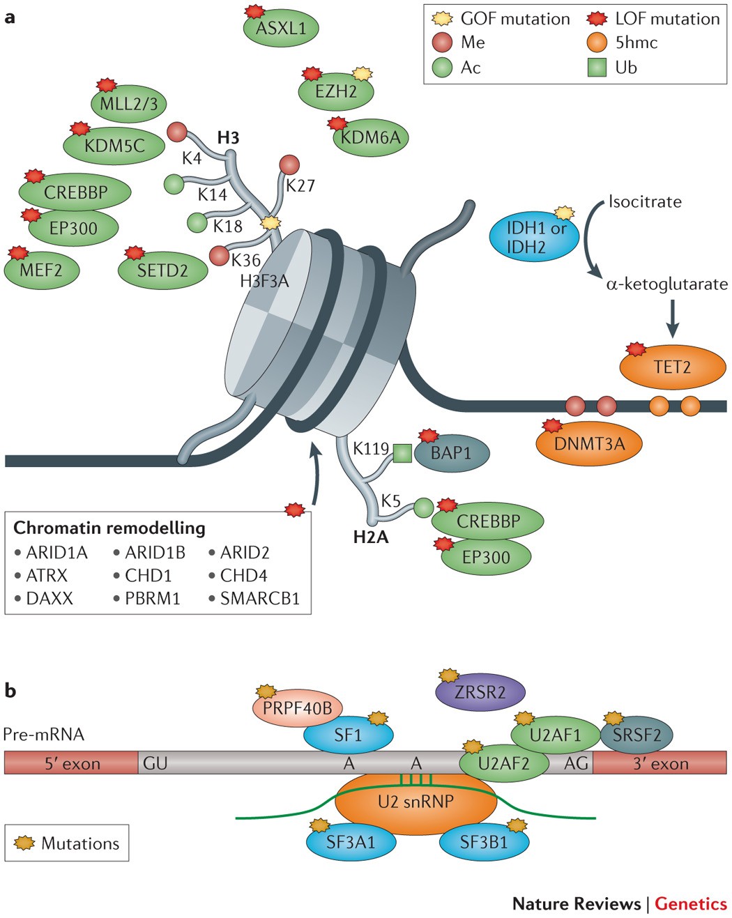 Mosaic CREBBP mutation causes overlapping clinical features of