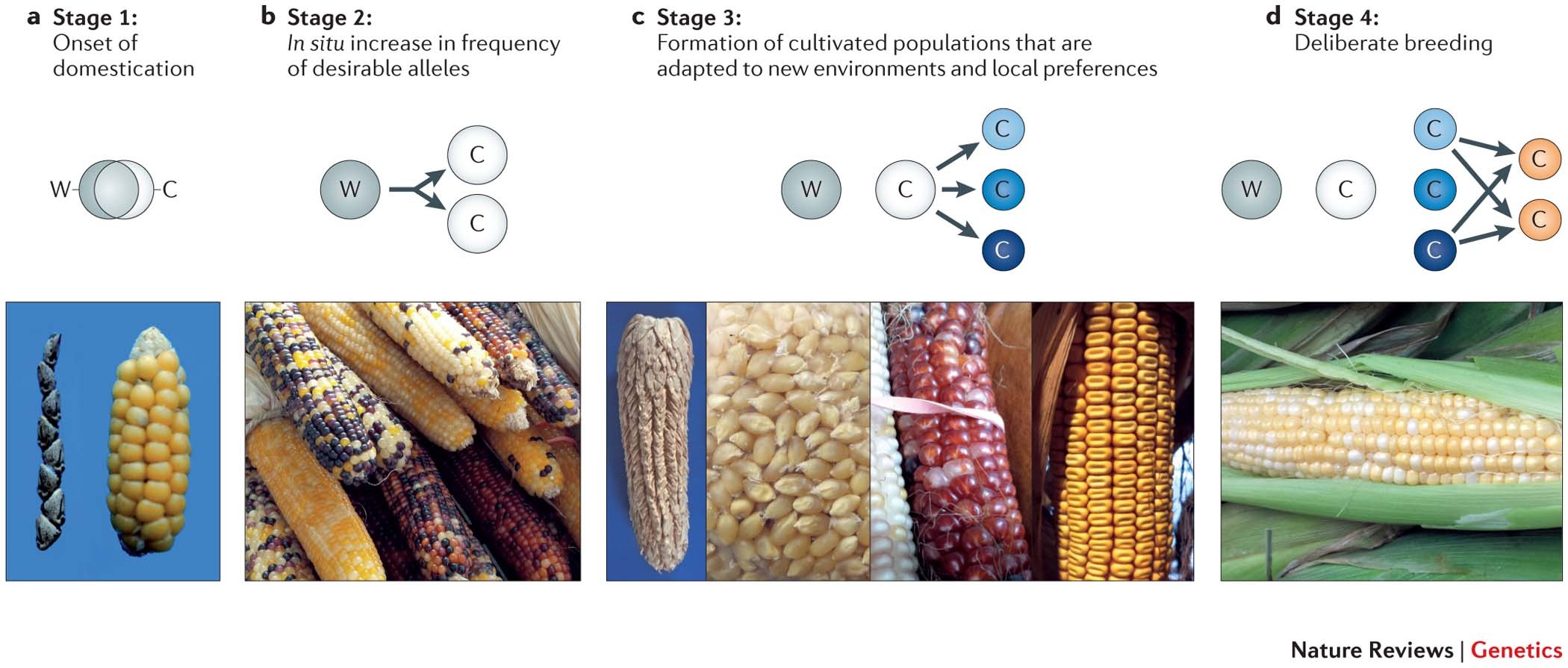 Evolution of crop species: genetics of domestication and diversification | Nature Reviews Genetics Evolution of crop species: genetics of domestication and diversification | Nature Reviews Genetics