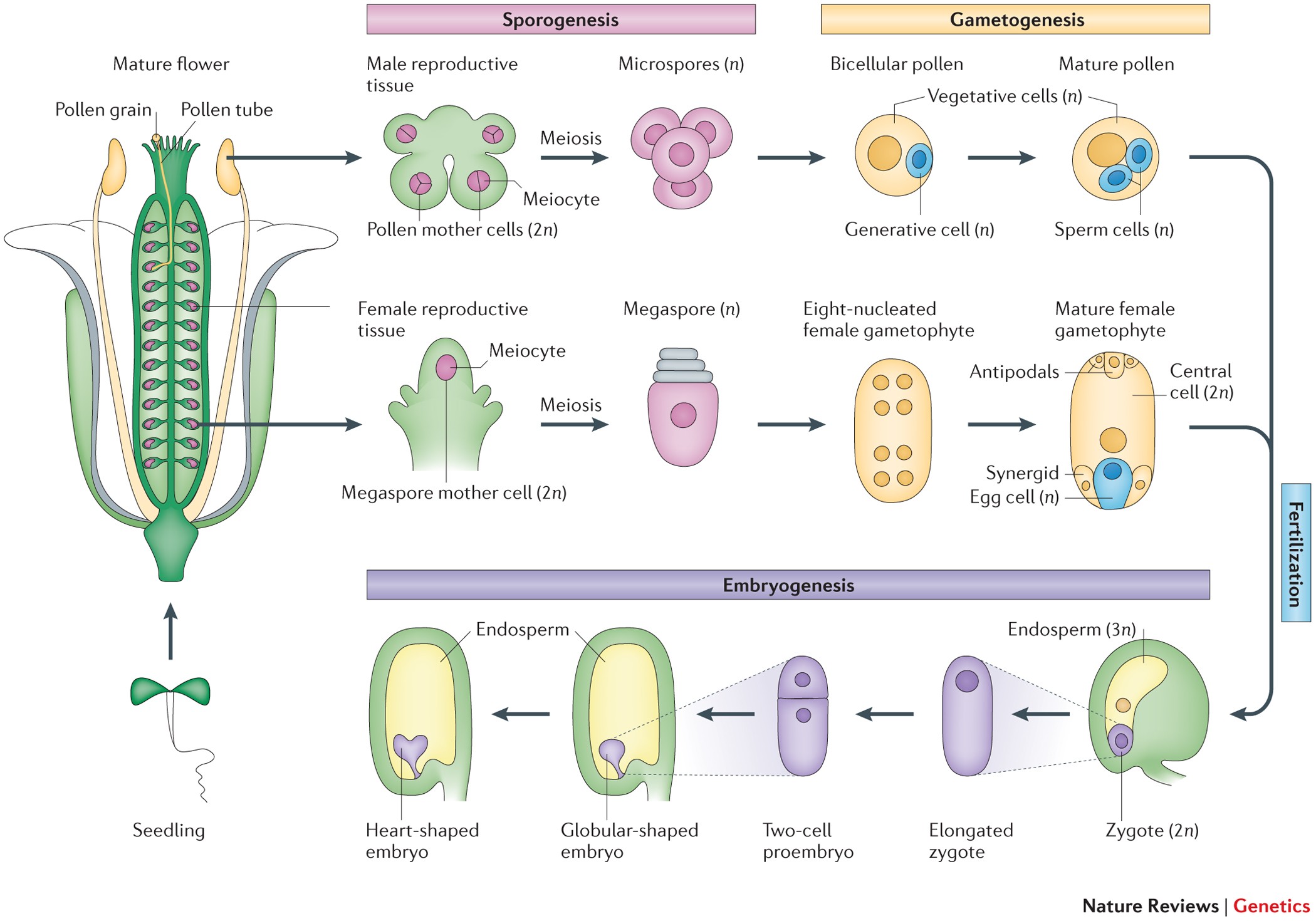 Epigenetic reprogramming in plant sexual reproduction | Nature Reviews  Genetics