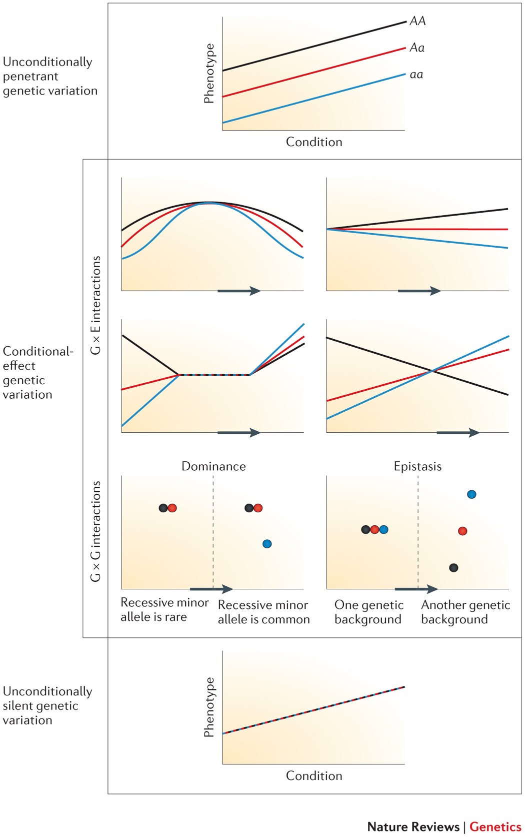 Cryptic Genetic Variation Evolution S Hidden Substrate