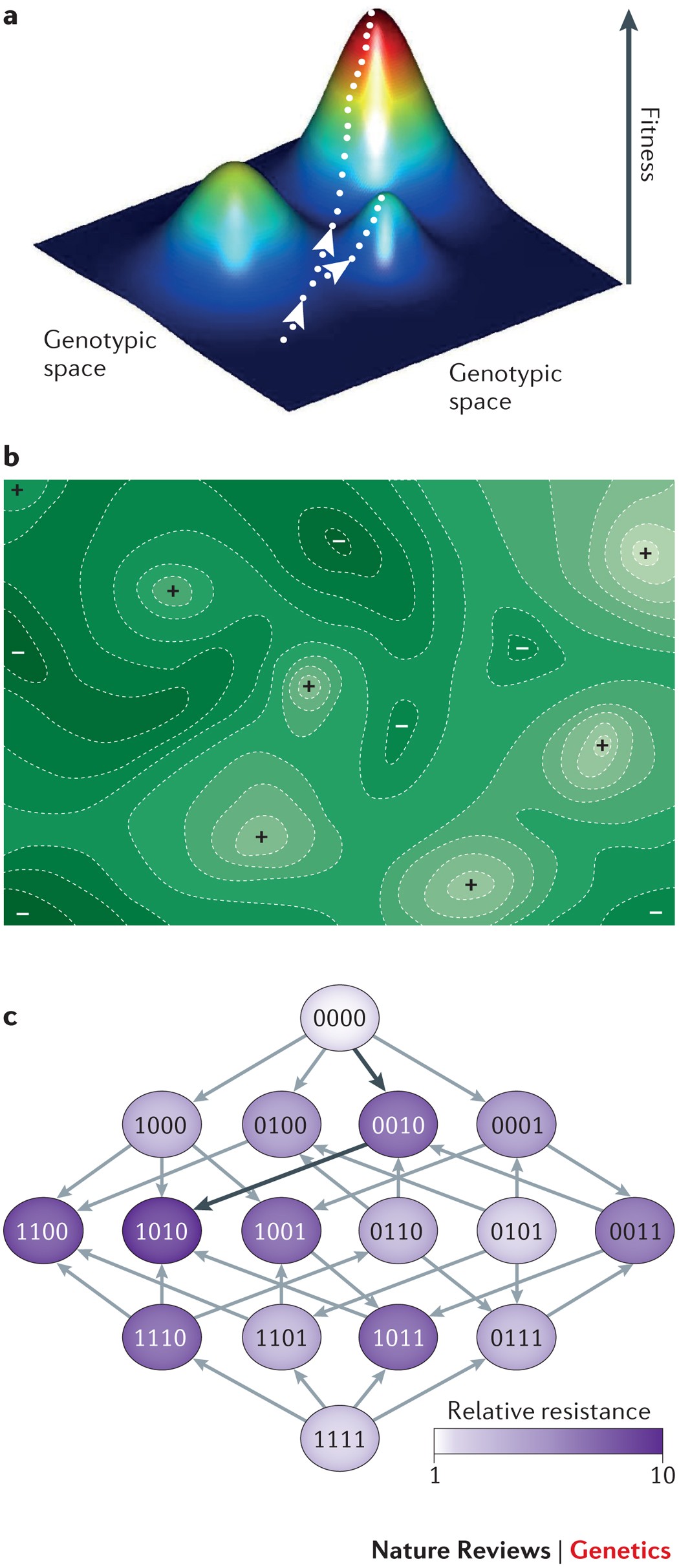 Empirical fitness landscapes and the predictability of evolution | Nature  Reviews Genetics