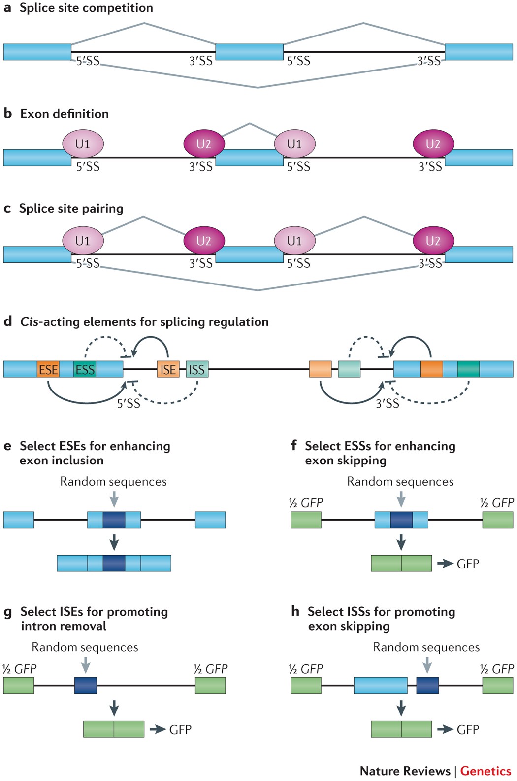Context-dependent control of alternative splicing by RNA-binding proteins |  Nature Reviews Genetics