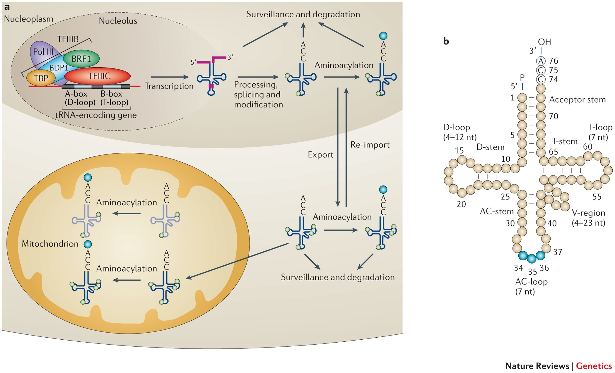 Emerging Roles Of Trna In Adaptive Translation Signalling Dynamics And Disease Nature Reviews Genetics