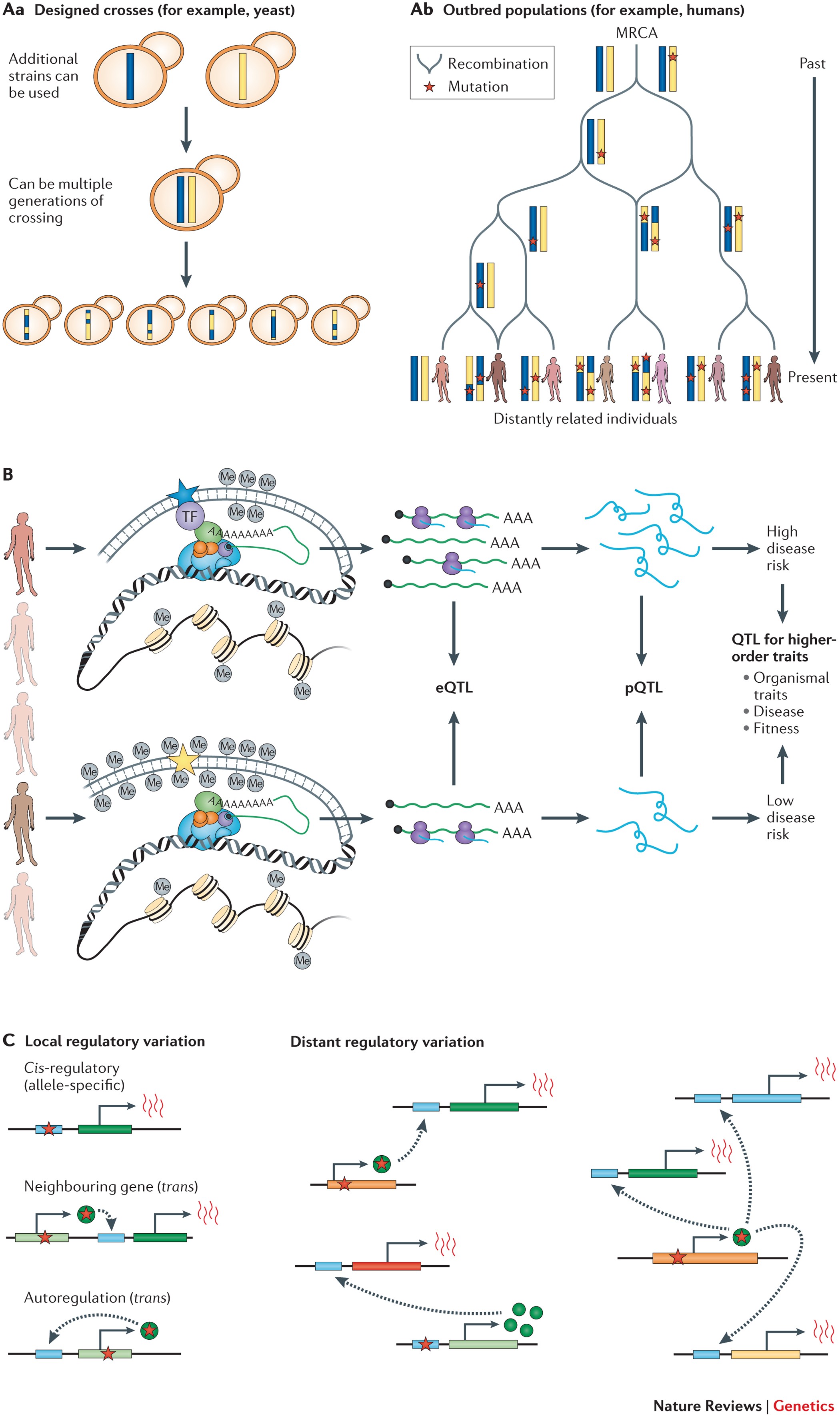 The Role Of Regulatory Variation In Complex Traits And Disease Nature Reviews Genetics The Role Of Regulatory Variation In Complex Traits And Disease Nature Reviews Genetics