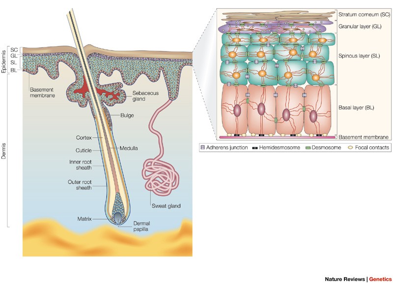 Getting under the skin of epidermal morphogenesis | Nature Reviews Genetics