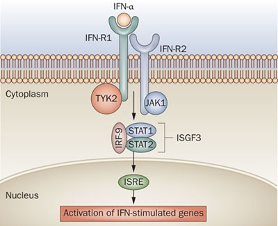 Peginterferon alfa-2a Pegasys - Treatment - Hepatitis C Online