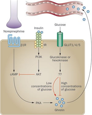 Ghrelin, the proglucagon-derived peptides and peptide YY in nutrient  homeostasis