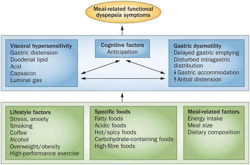 Dietary And Lifestyle Factors In Functional Dyspepsia | Nature Reviews  Gastroenterology & Hepatology