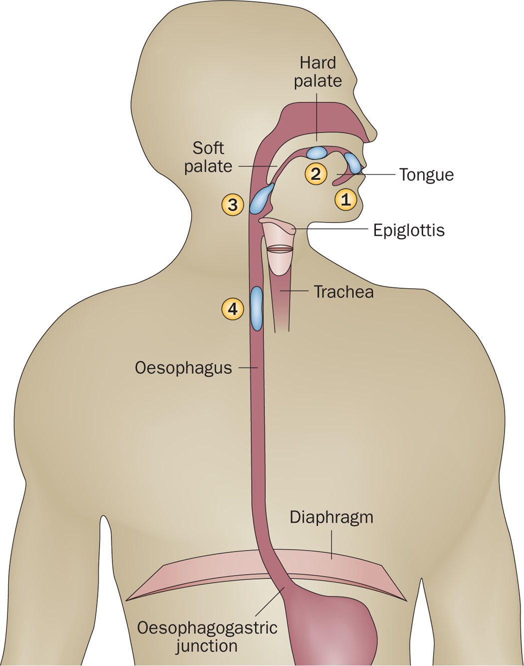 ANAT 411 Anterior View of the Muscles of Head & Neck Diagram