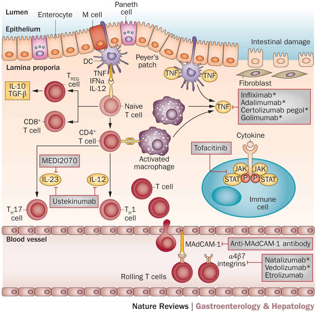 Biologic agents for IBD: practical insights | Nature Reviews  Gastroenterology & Hepatology