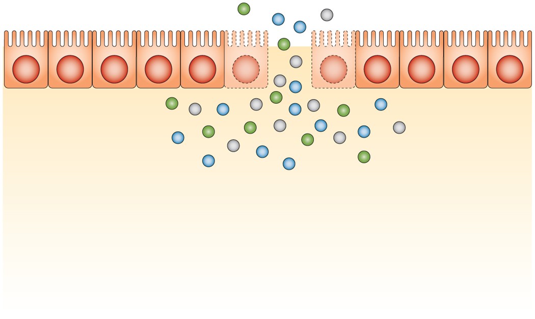 copper peptide ghk-cu clinical study skin wrinkles randomized Copper Peptide (GHK-Cu): Clinical Uses, Stability & Compounding Tips