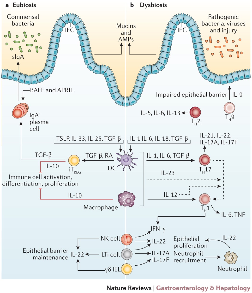Immunopathogenesis of IBD: current state of the art