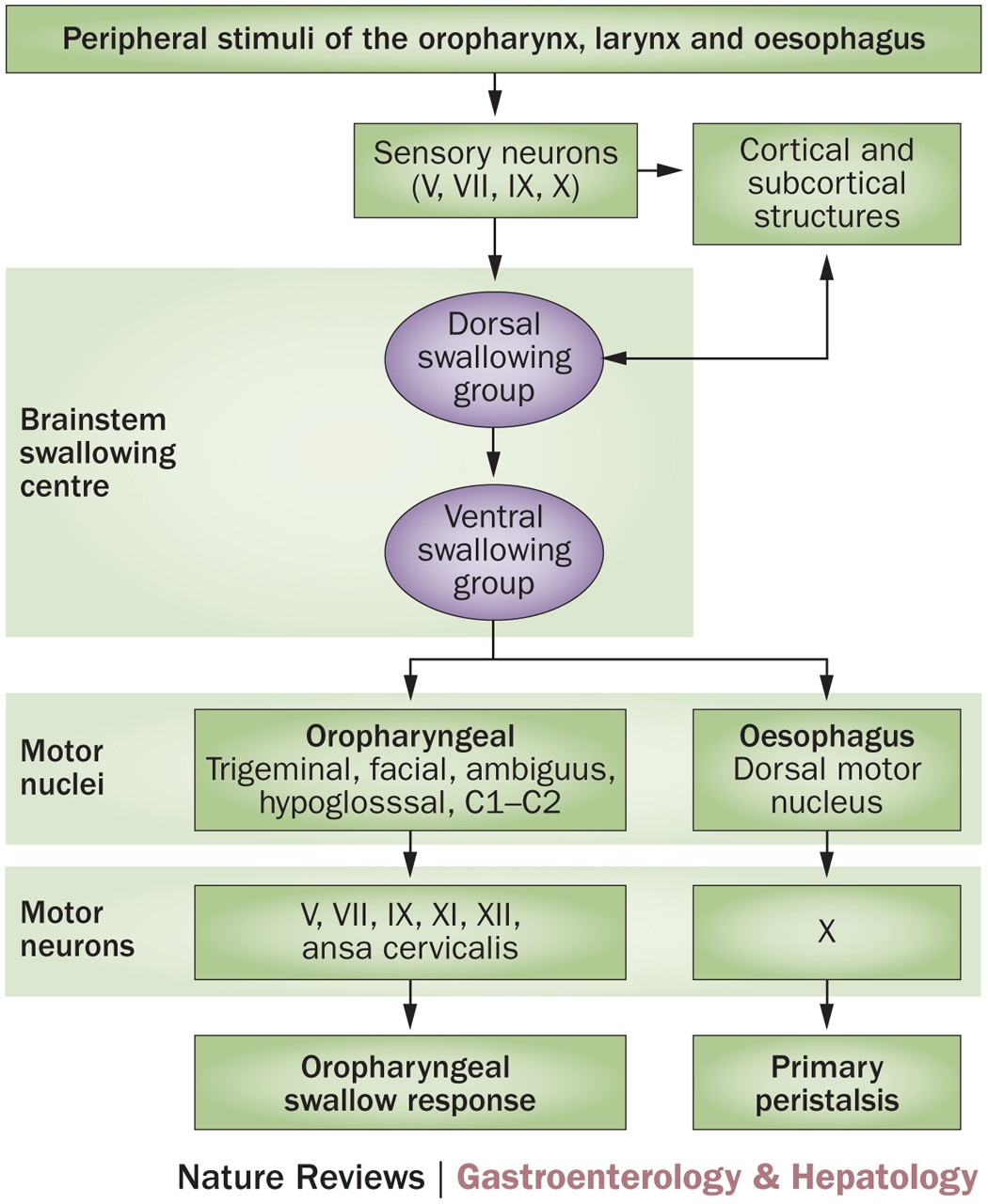 Flowchart of selection criteria for EoE cases. **Esophageal symptoms... |  Download Scientific Diagram