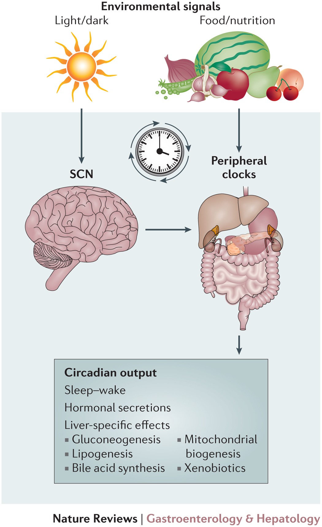 high glutathione circadian rhythm Rhythms, Chrononutrition, Physical Training, and Redox HomeostasisMolecular Mechanisms in Human Health Attention to Innate Circadian Rhythm