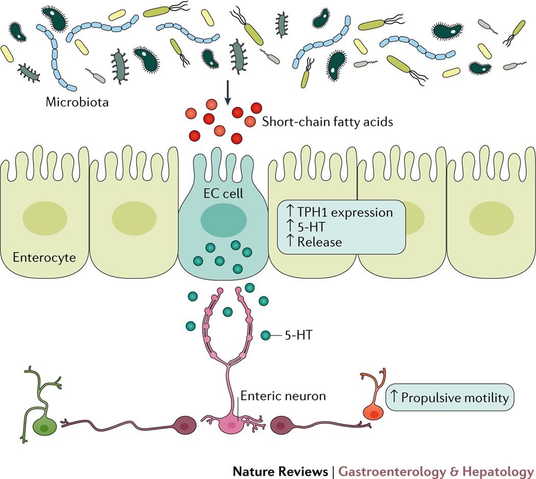 микробиота коррекция микробиота